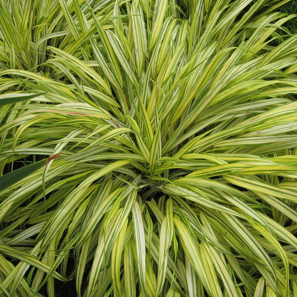 Hakonechloa_macra__Alboaurea Aukso spalvos hakonechloa - Image 1