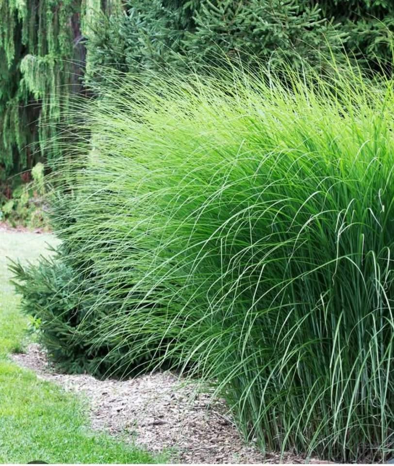 IMG_0336 Miskantas (Miscanthus sinensis) - Image 1