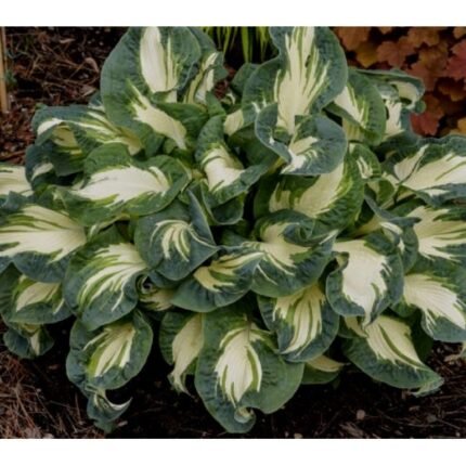 Sieboldo hosta ‘Hans’