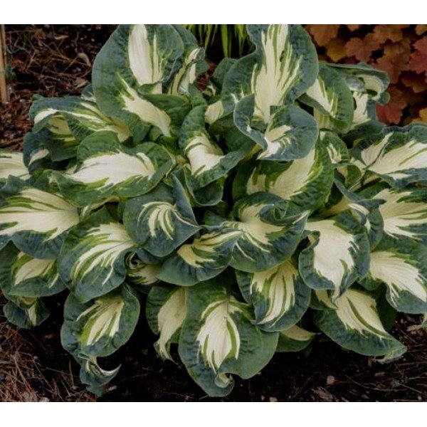 funkia-siebolda-hans-hosta-sieboldiana Sieboldo hosta ‘Hans’ - Image 1