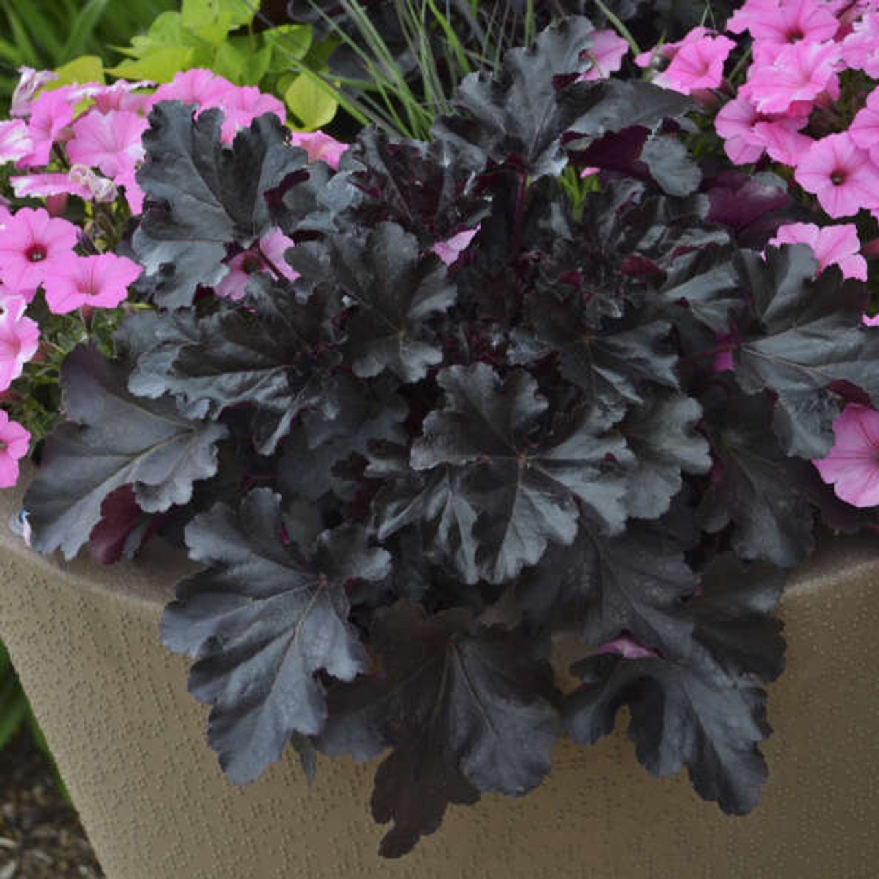 heuchera-black-pearl-ppaf-20ct-flat__90669 Mišrioji heuchera ‘Black Pearl’ - Image 1